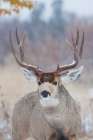 Mule Deer Buck-late autumn snow Art Print